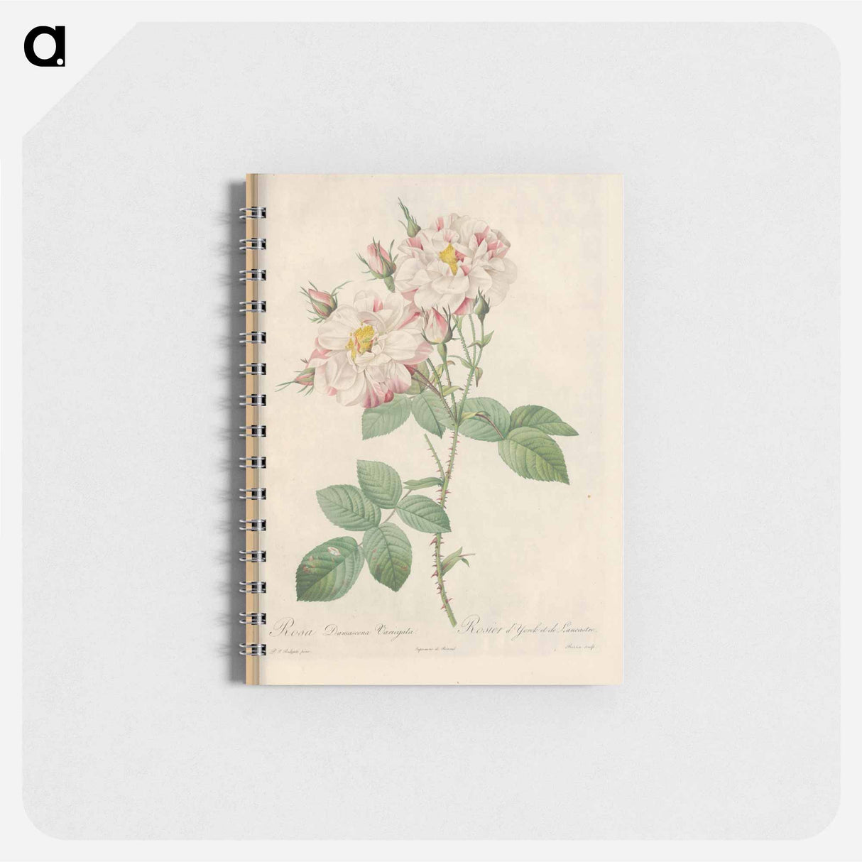 Rose illustration - ピエール ジョゼフ ルドゥーテ Memo.