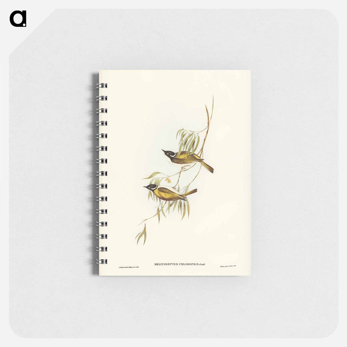 アートメモ帳-Swan River Honey-eater
- オーストラリアの鳥 Memo.