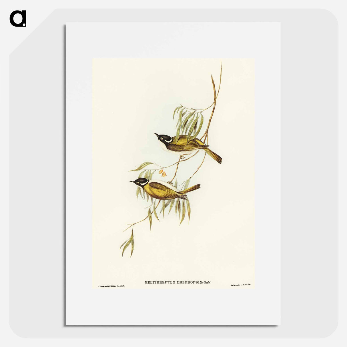 Swan River Honey-eater
- オーストラリアの鳥 Poster.