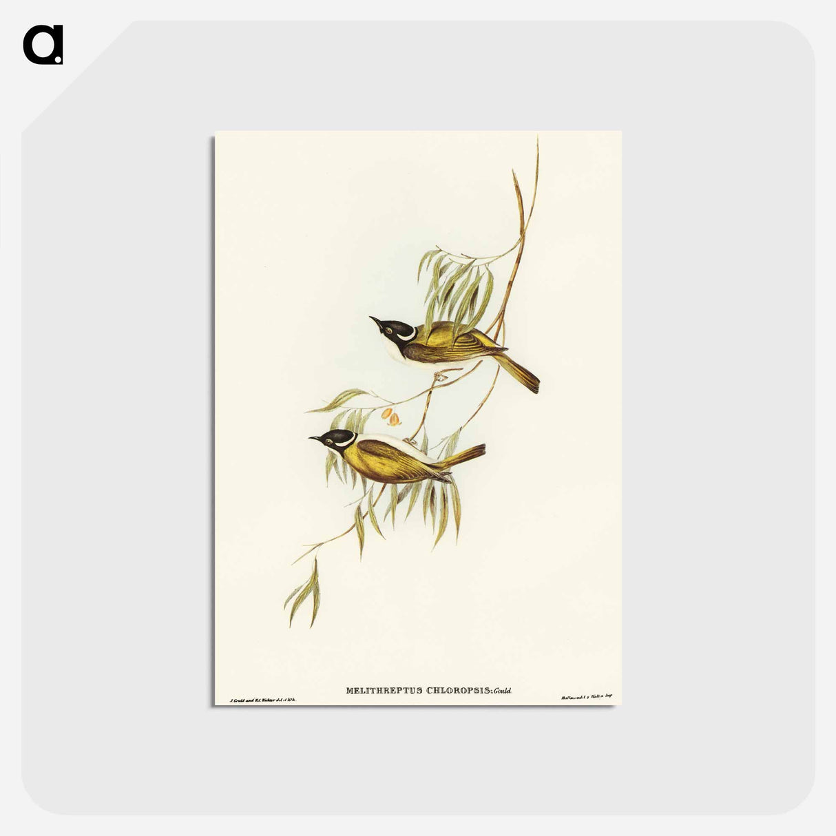 アートポストカード-Swan River Honey-eater
- オーストラリアの鳥 Postcard.