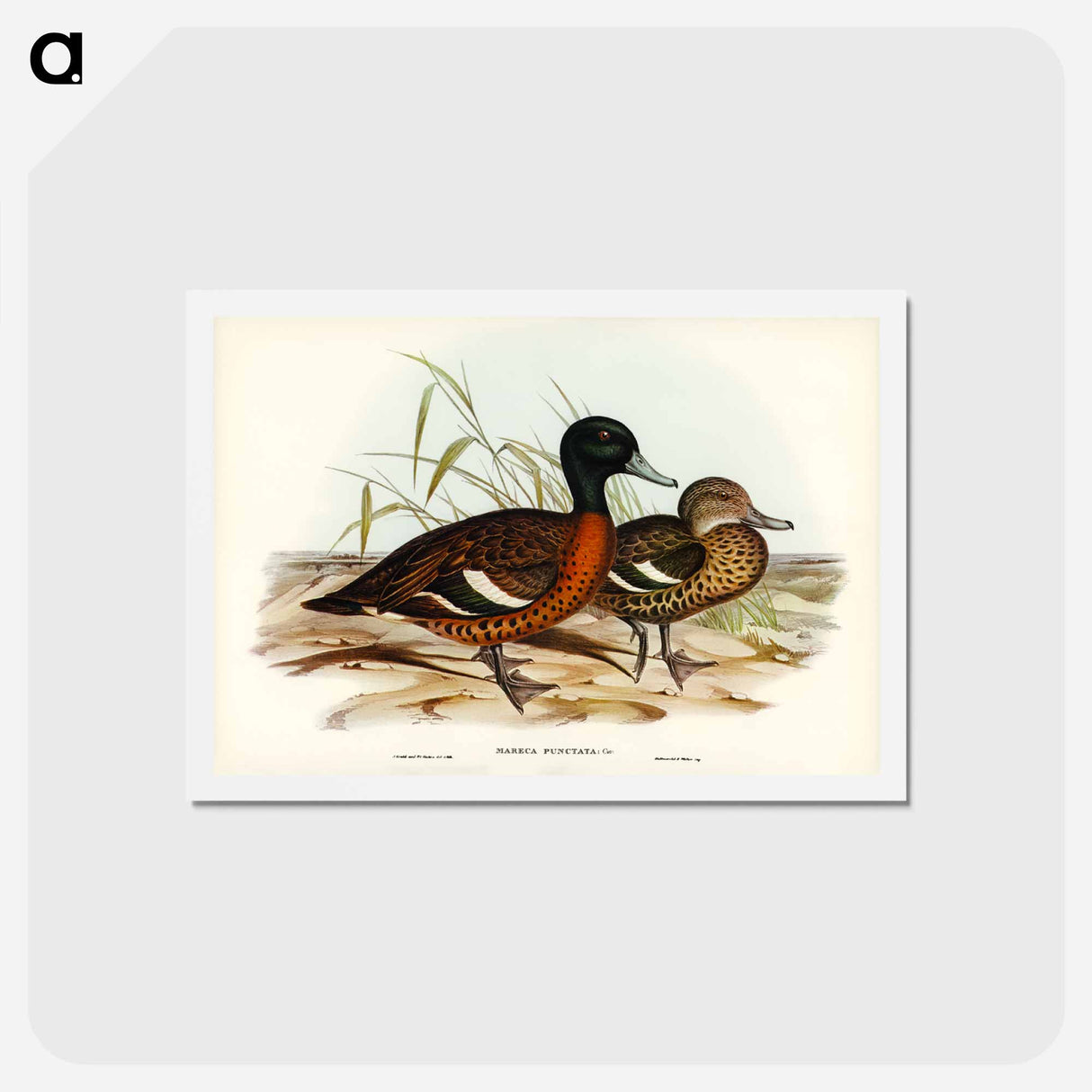 アートポストカード-Chestnut-breasted Duck
- ジョン グールド Postcard.