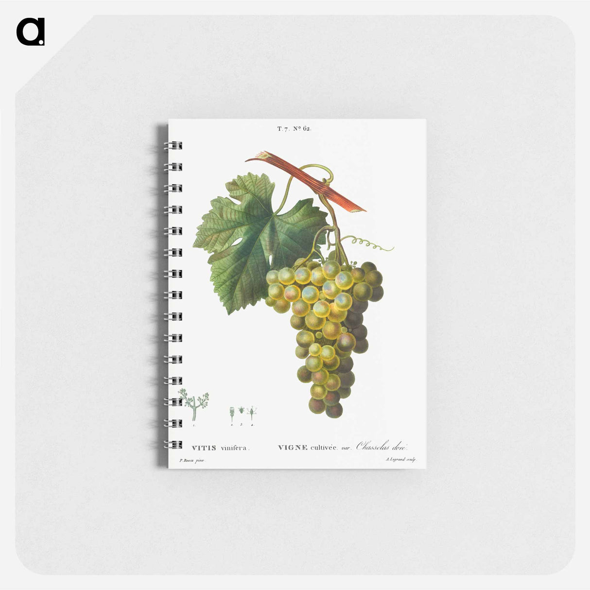 アートメモ帳-Grape vine, Vitis vinifera - ピエール ジョゼフ ルドゥーテ Memo.