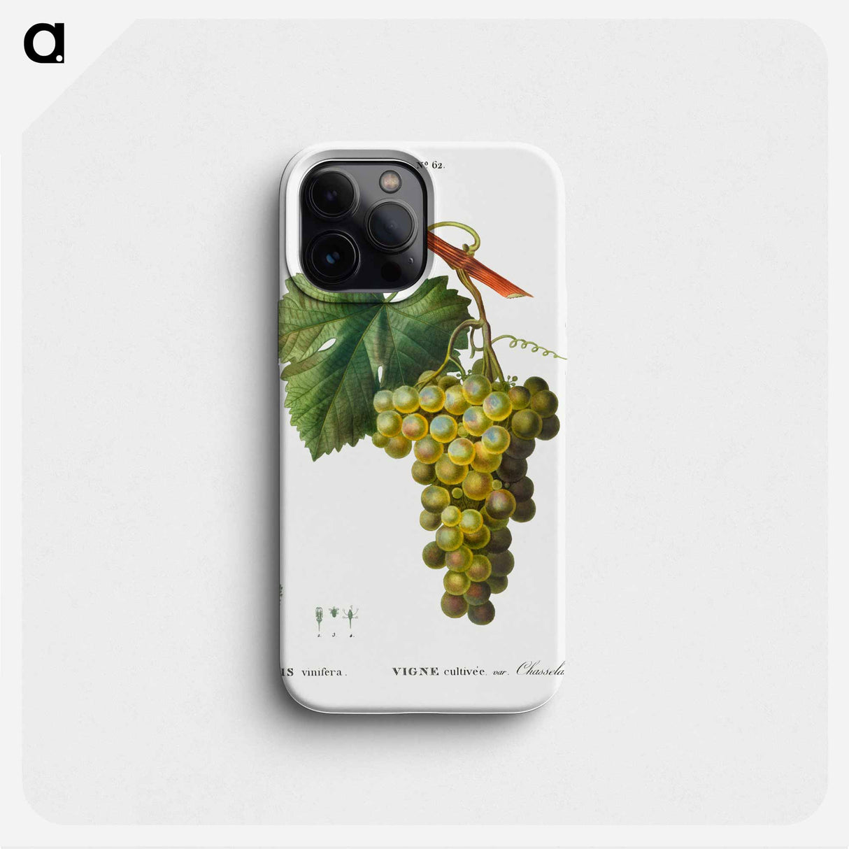 Grape vine, Vitis vinifera - ピエール ジョゼフ ルドゥーテ Phone Case.