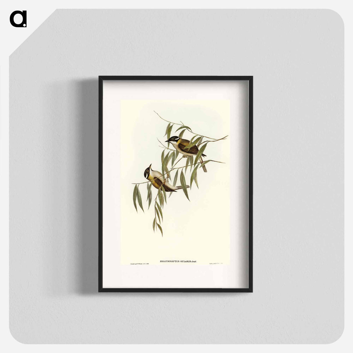 アートポスター-Black-throated Honey-eater
- オーストラリアの鳥 Poster.