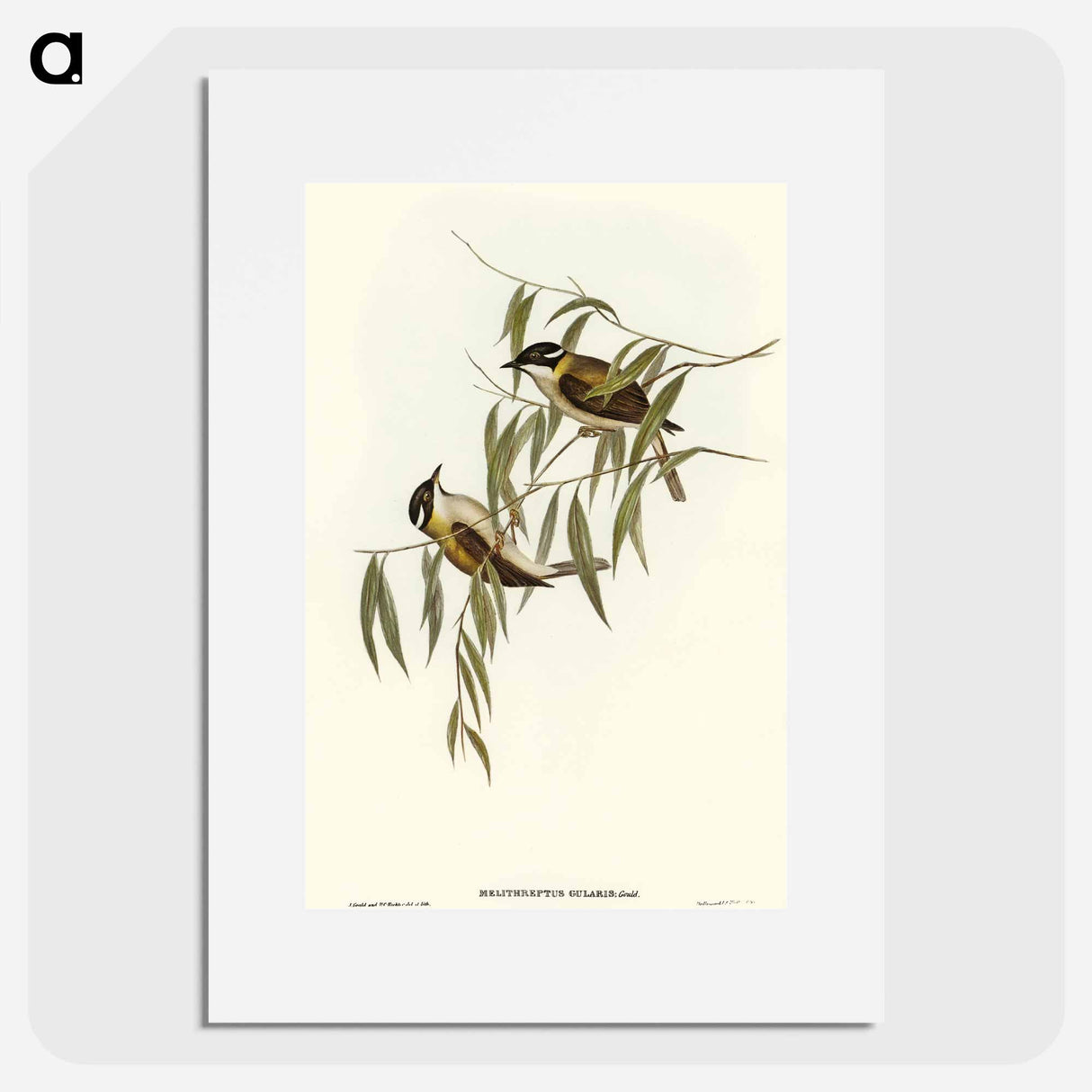 アートポスター-Black-throated Honey-eater
- オーストラリアの鳥 Poster.