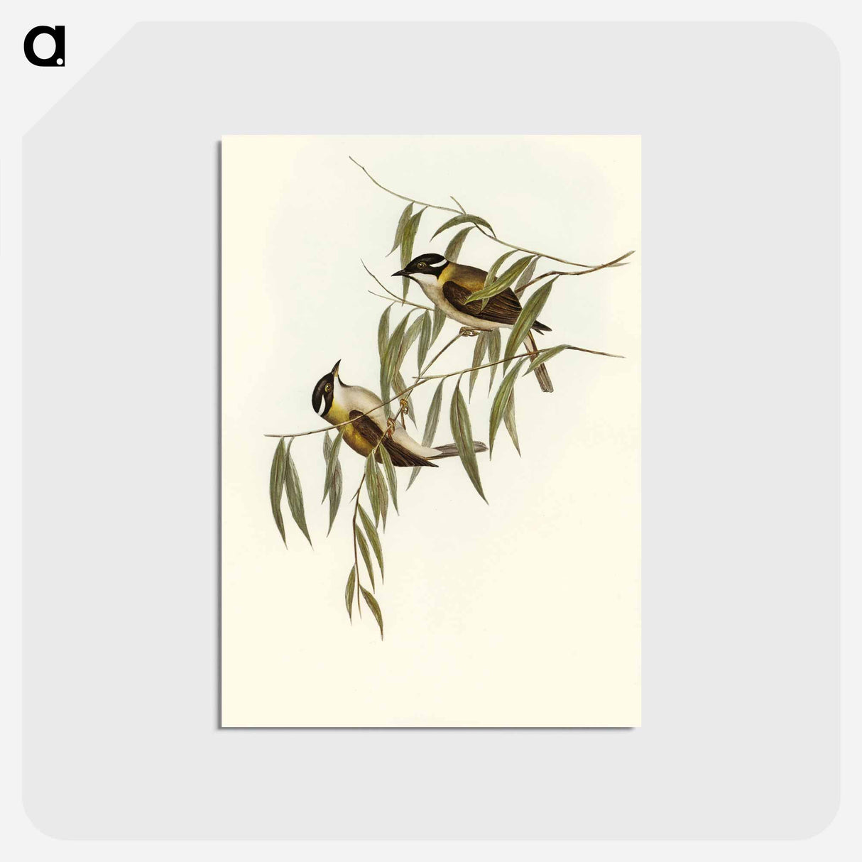 アートポストカード-Black-throated Honey-eater
- オーストラリアの鳥 Postcard.