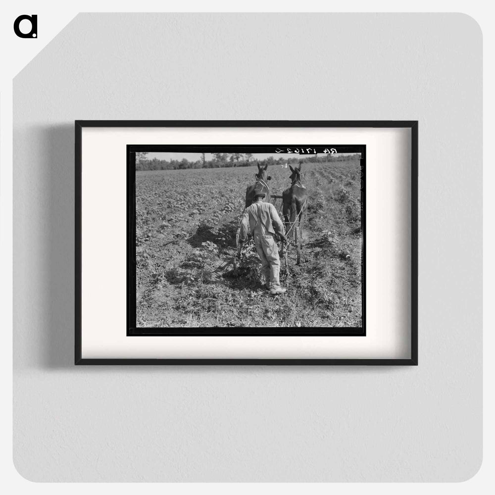 Sharecropper cultivating cotton with team - ドロテア ラング Poster.