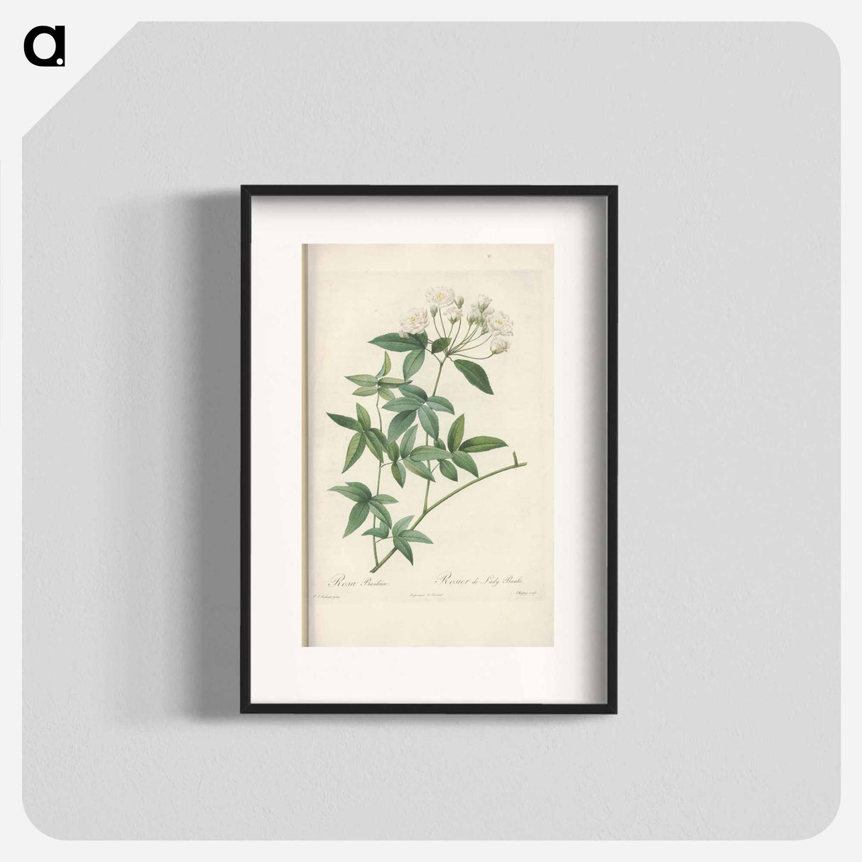 Rose illustration - Pierre Joseph Redouté Poster.