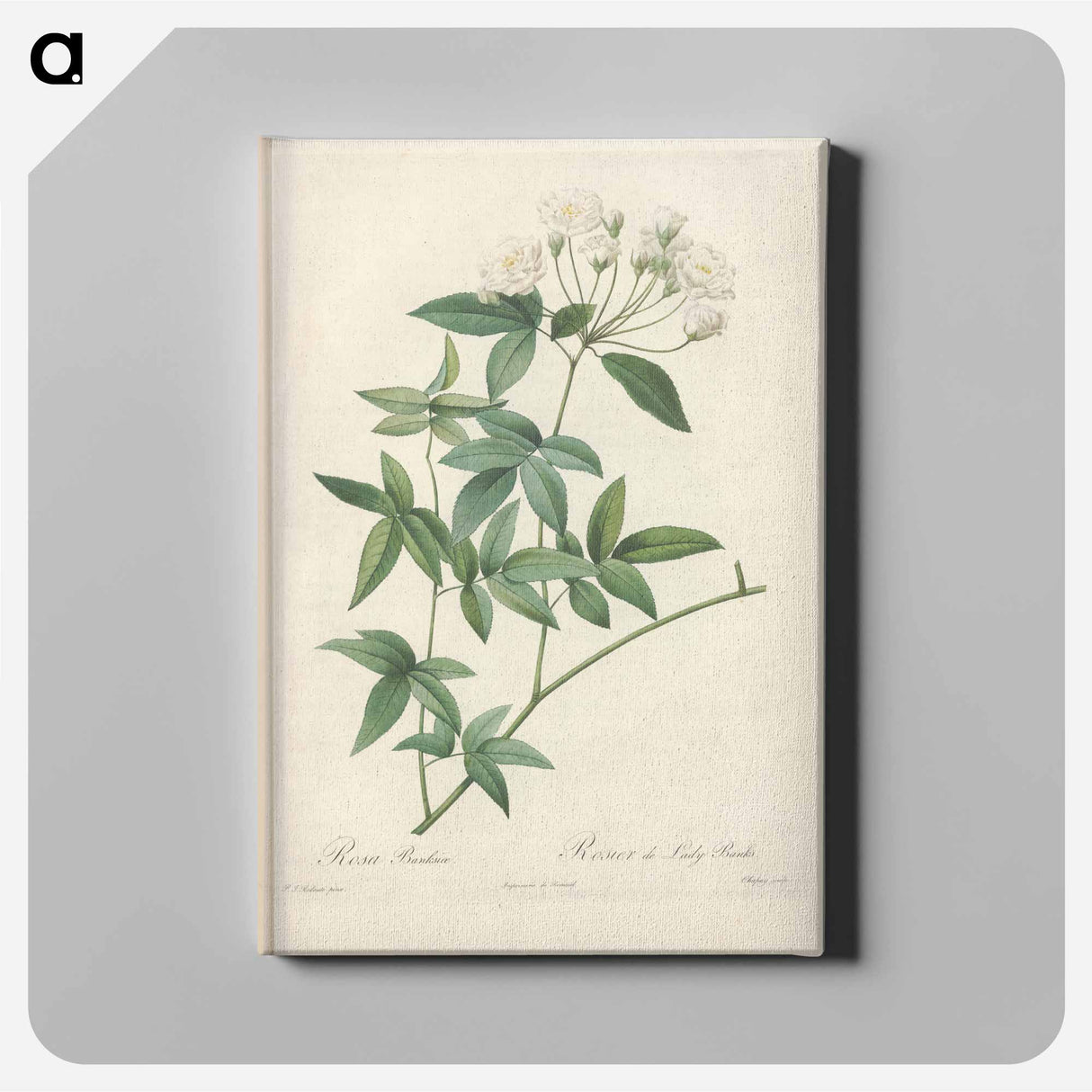 Rose illustration - Pierre Joseph Redouté Canvas.