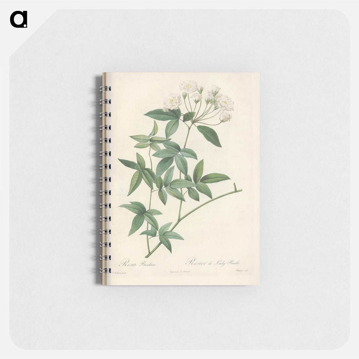 Rose illustration - ピエール ジョゼフ ルドゥーテ Memo.