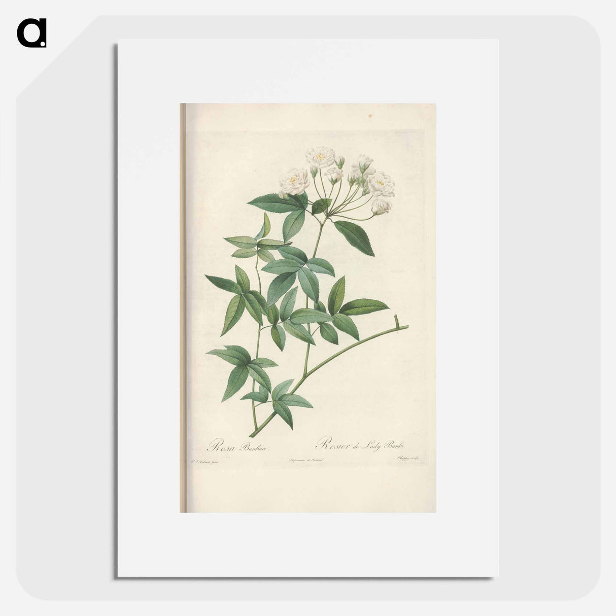 Rose illustration - Pierre Joseph Redouté Poster.