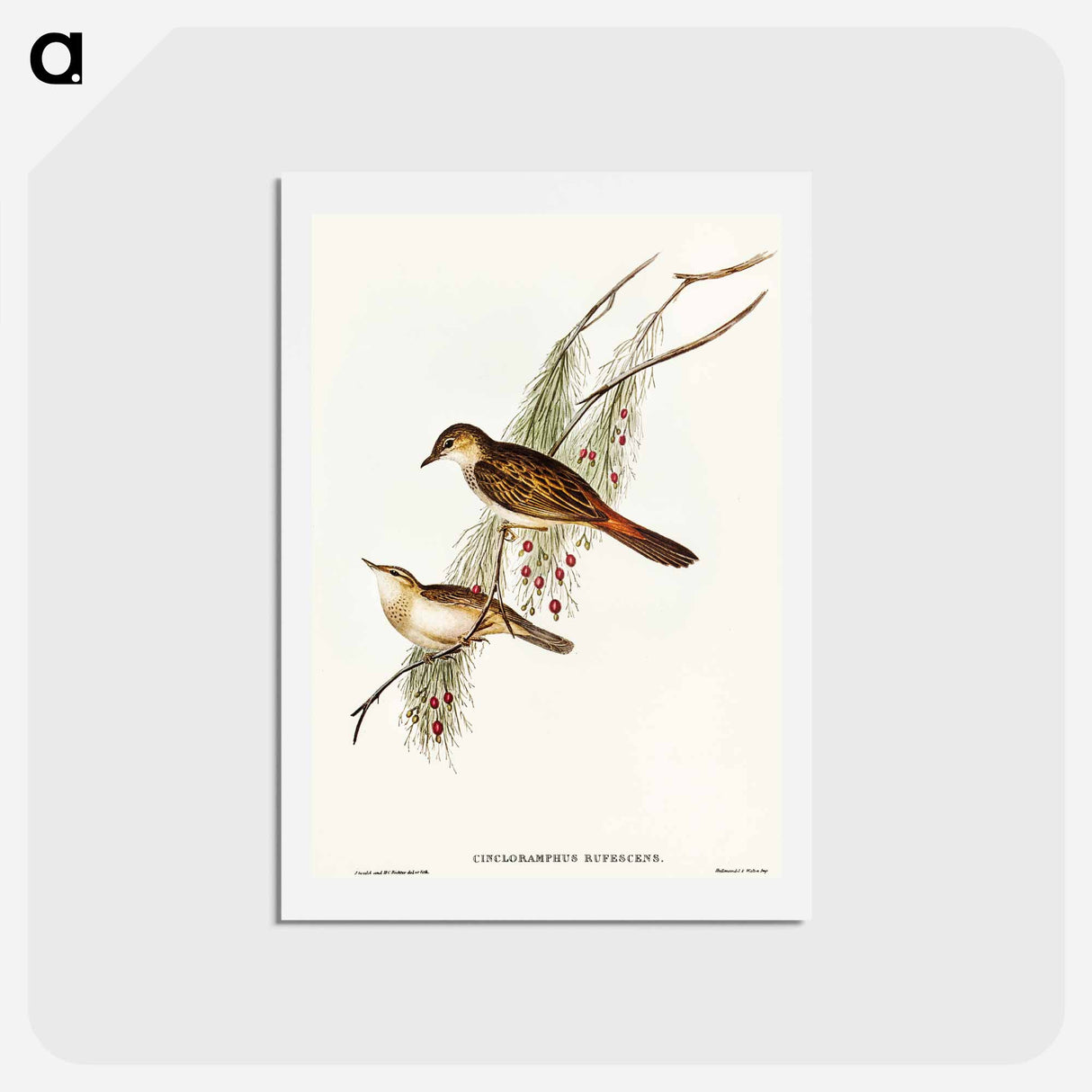 アートポストカード-Rufous-tinted Songlark
- オーストラリアの鳥 Postcard.