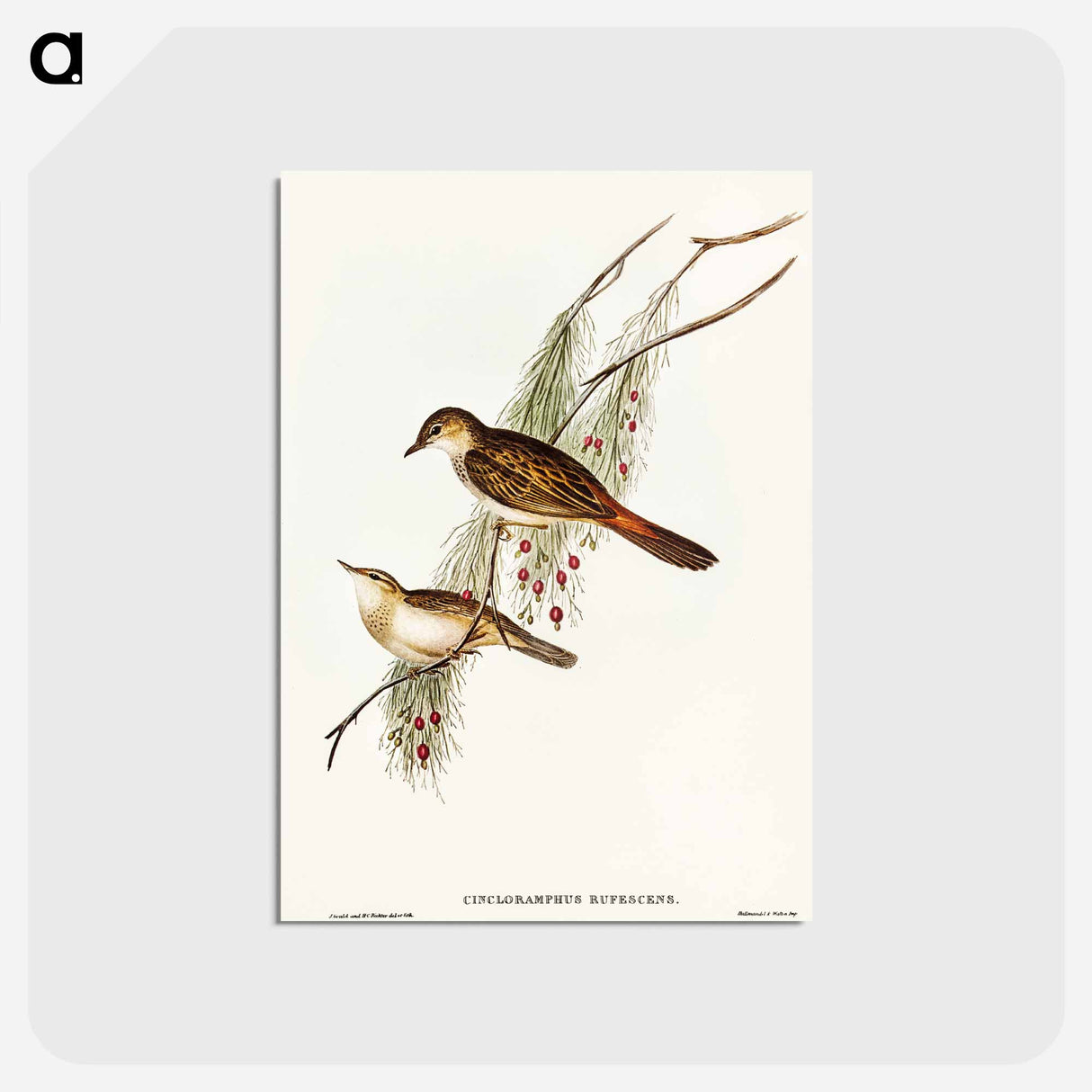 アートポストカード-Rufous-tinted Songlark
- オーストラリアの鳥 Postcard.