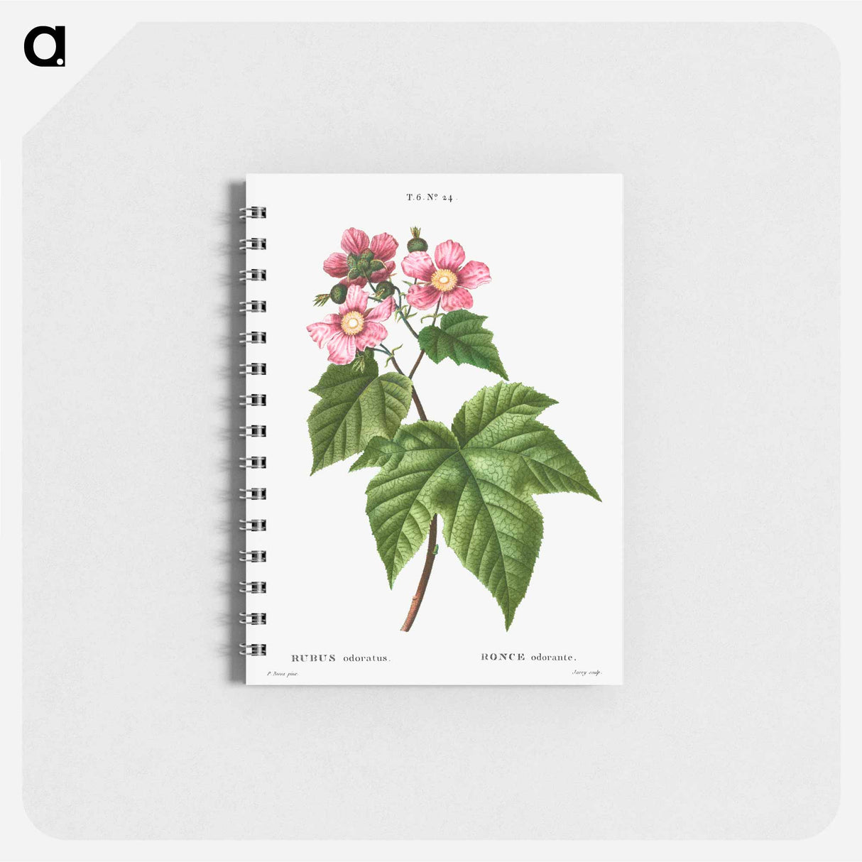 purple flowering raspberry - ピエール ジョゼフ ルドゥーテ Memo.