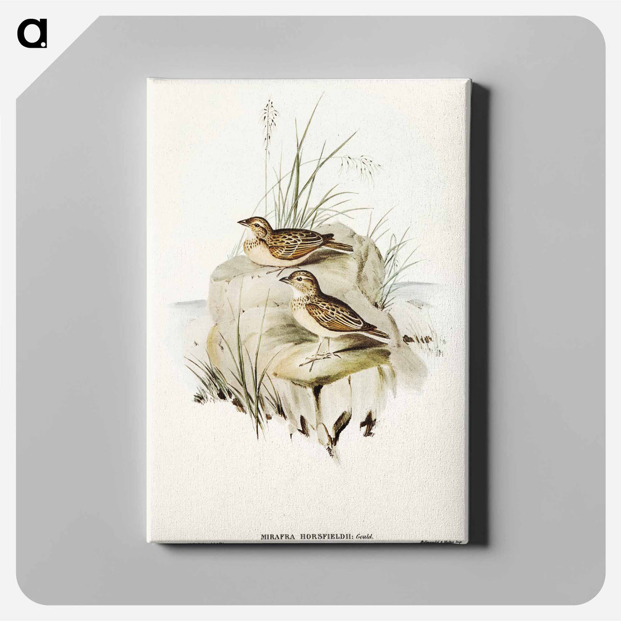 Horsfield's Mirafra
- オーストラリアの鳥 Canvas.