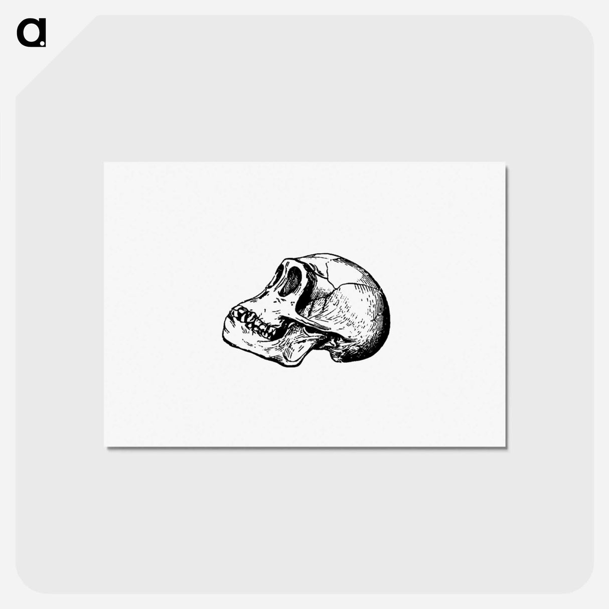 アートポストカード-Skull from Voyages and Adventures in Equatorial Africa
- 大英図書館 Postcard.