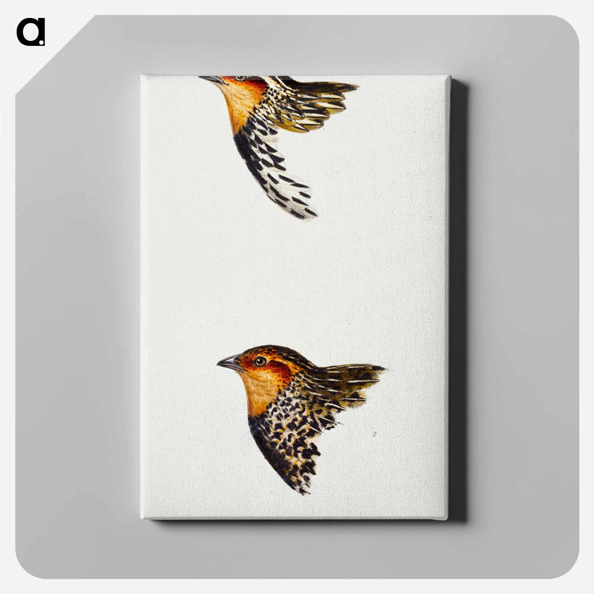 アートパネル-Australian and New Zealand Quail
- ジョン グールド Canvas.