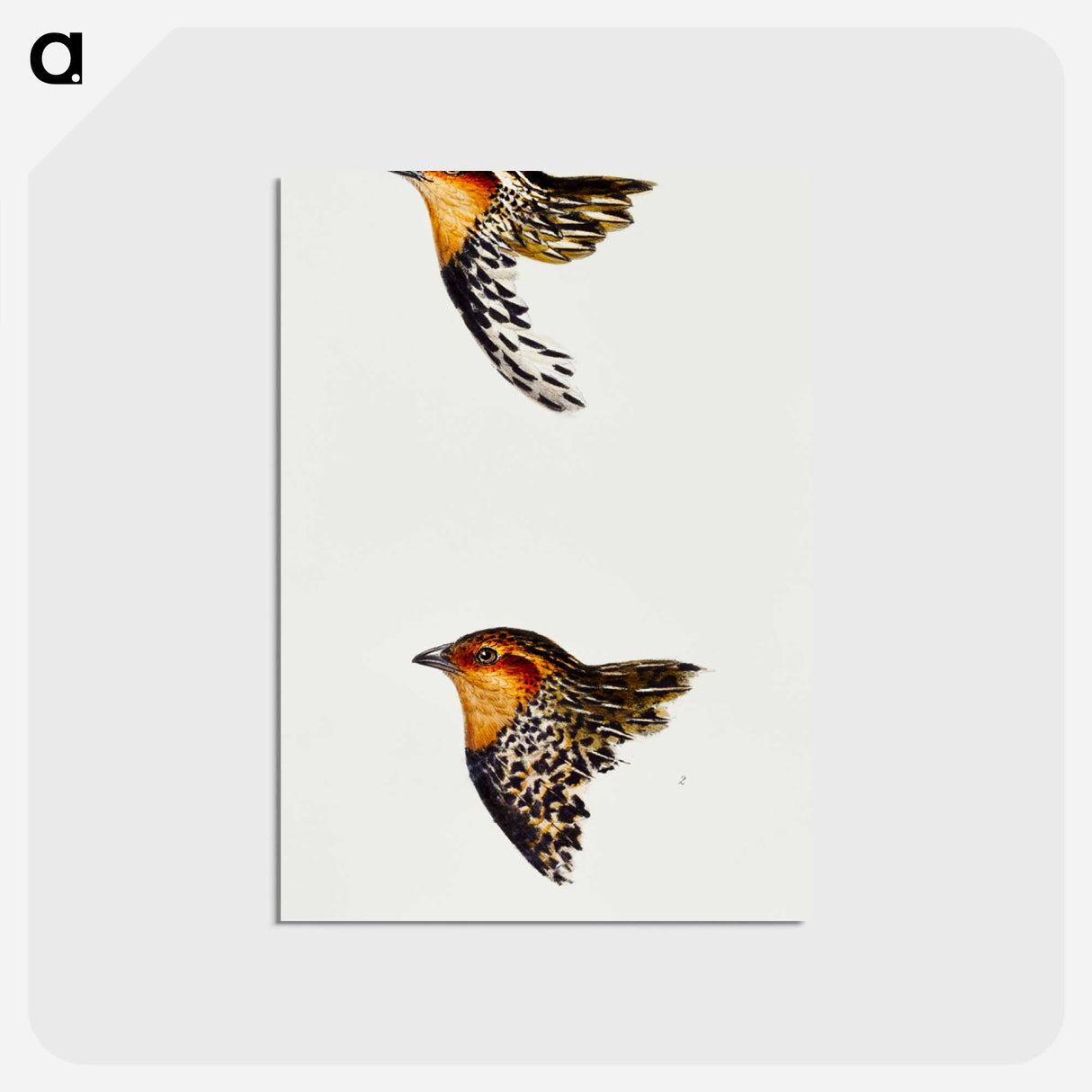 アートポストカード-Australian and New Zealand Quail
- ジョン グールド Postcard.