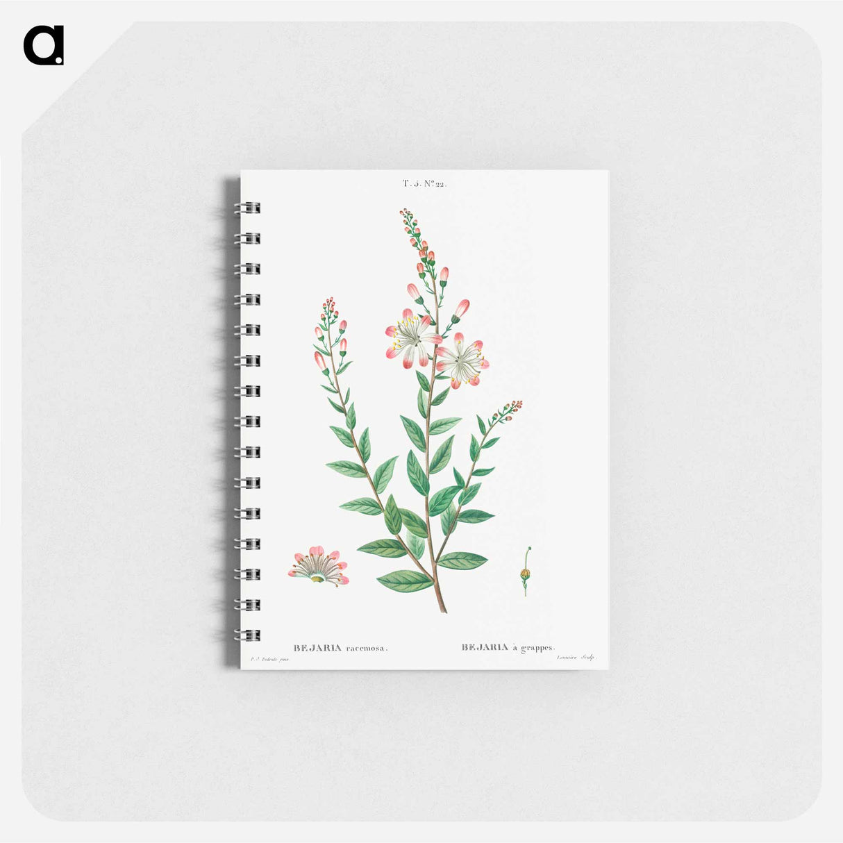 Tarflower, Bejaria racemosa - ピエール ジョゼフ ルドゥーテ Memo.