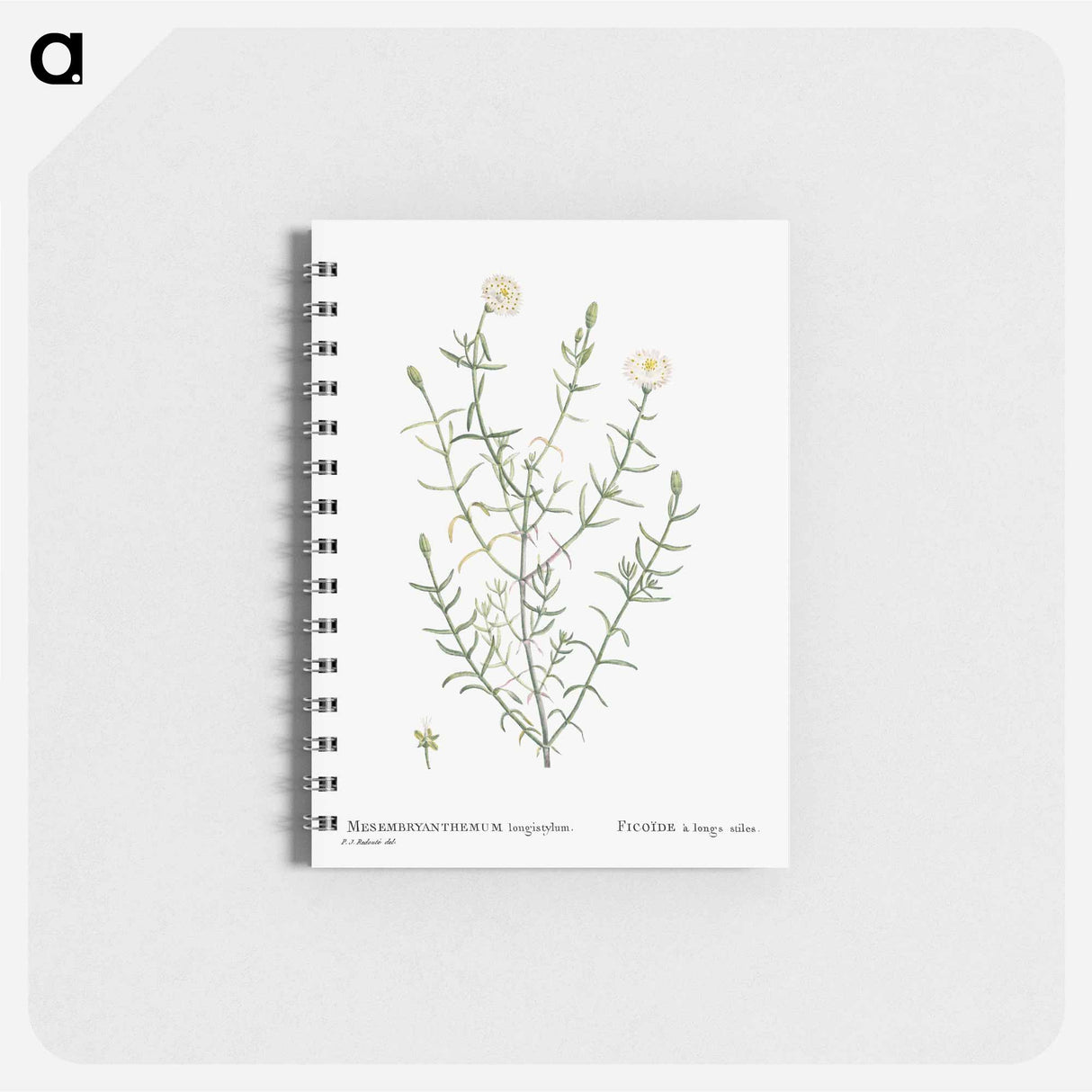 Mesembryanthemum Longistylum - ピエール ジョゼフ ルドゥーテ Memo.