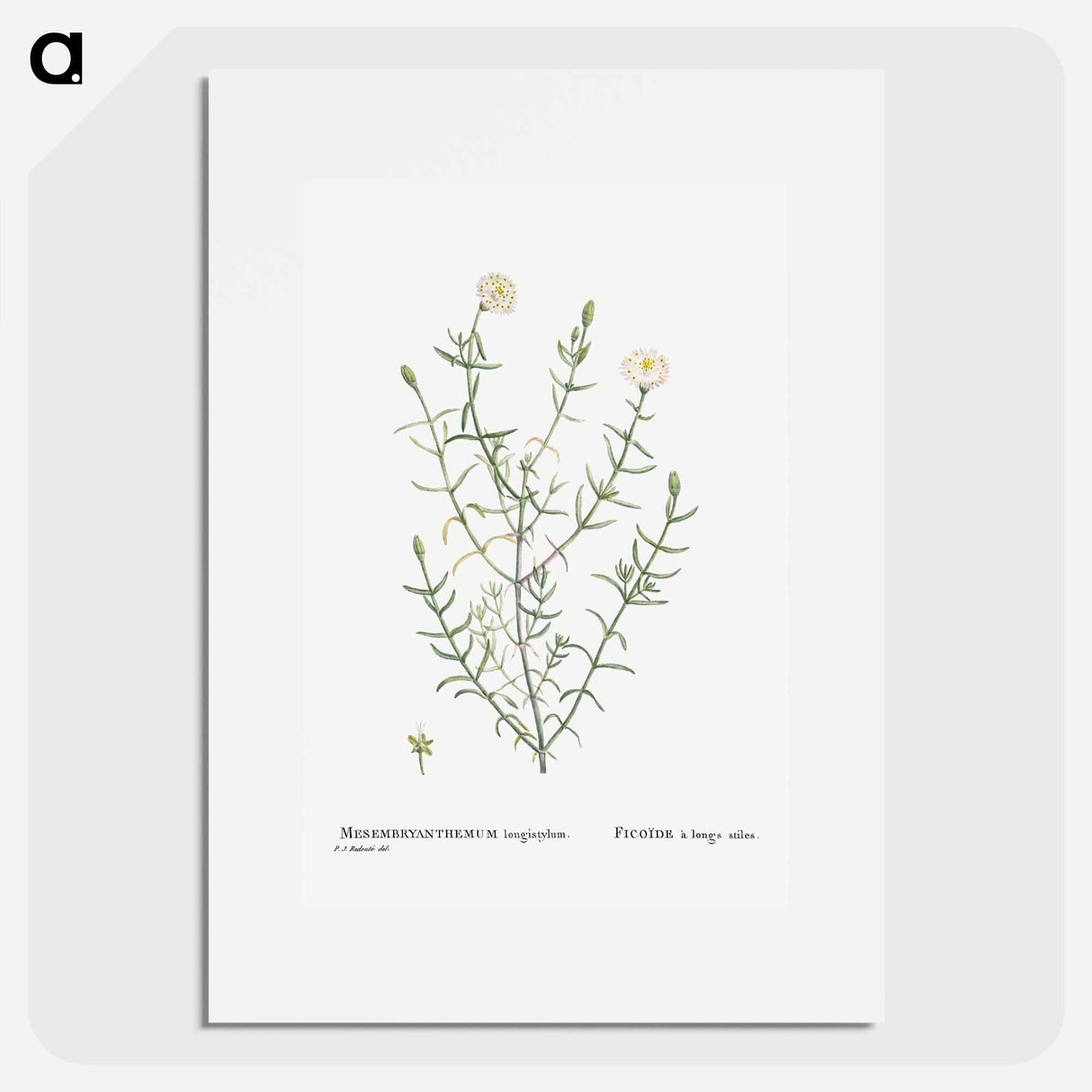 Mesembryanthemum Longistylum - Pierre Joseph Redouté Poster.