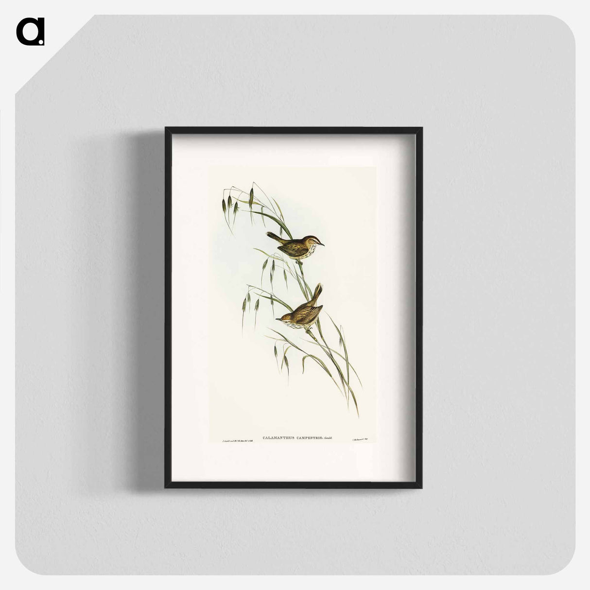 Field Reed Lark
- オーストラリアの鳥 Poster.