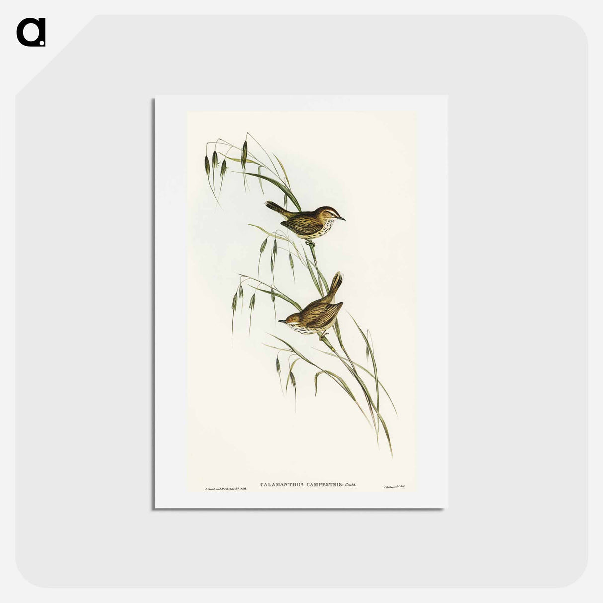 アートポストカード-Field Reed Lark
- オーストラリアの鳥 Postcard.