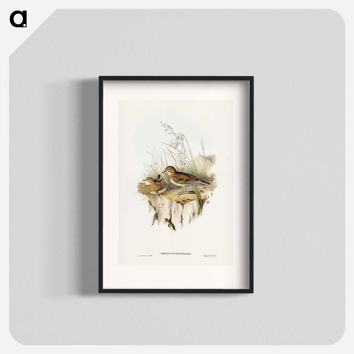 アートポスター-Australian Pipit
- ジョン グールド Poster.