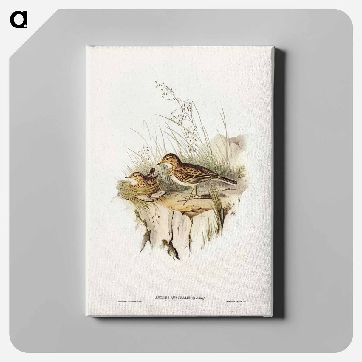 アートパネル-Australian Pipit
- ジョン グールド Canvas.