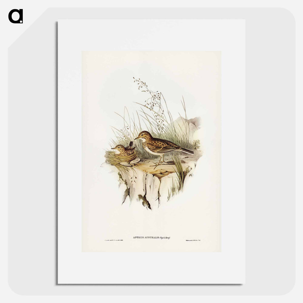 アートポスター-Australian Pipit
- ジョン グールド Poster.