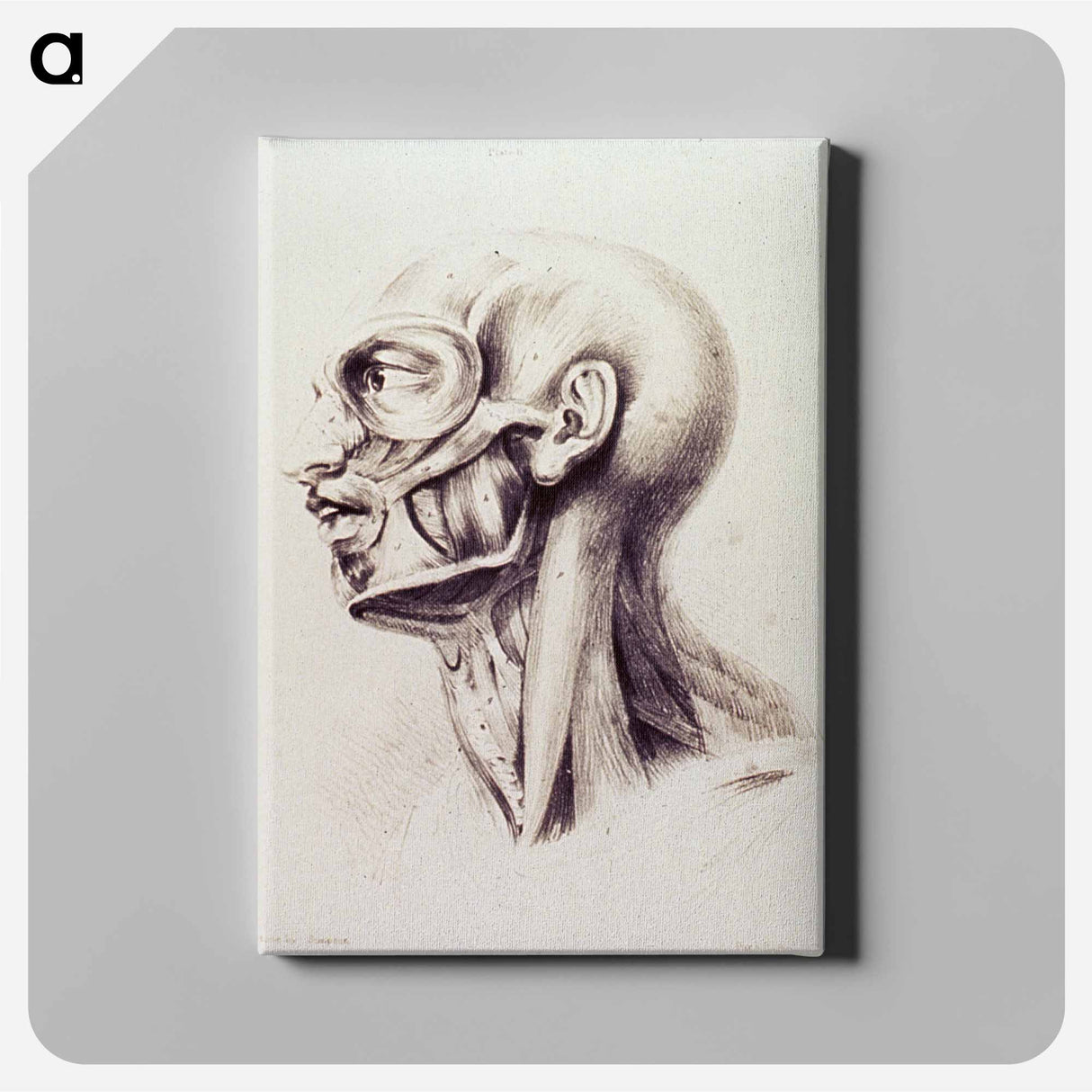 アートパネル-Muscles of the Neck and Face
- 国立医学図書館 Canvas.