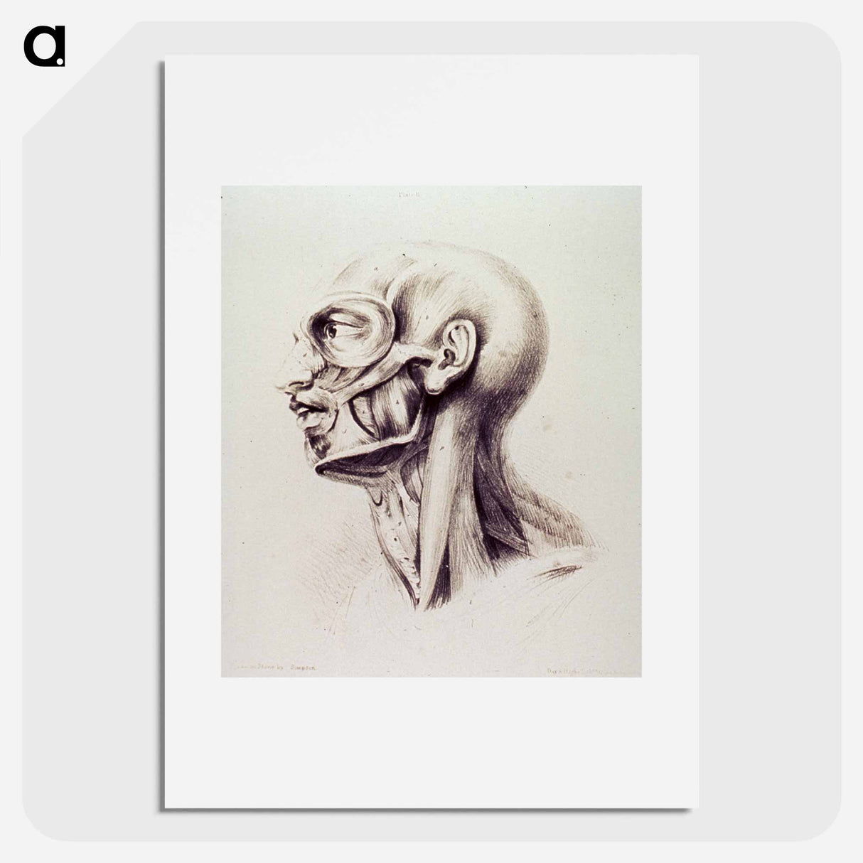 アートポスター-Muscles of the Neck and Face
- 国立医学図書館 Poster.