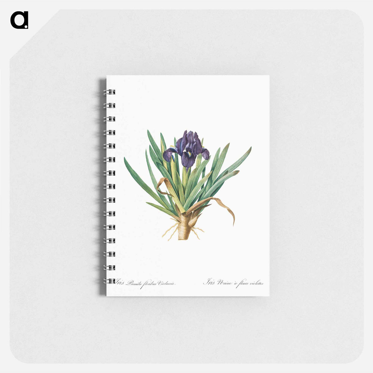 Pygmy iris illustration - ピエール ジョゼフ ルドゥーテ Memo.