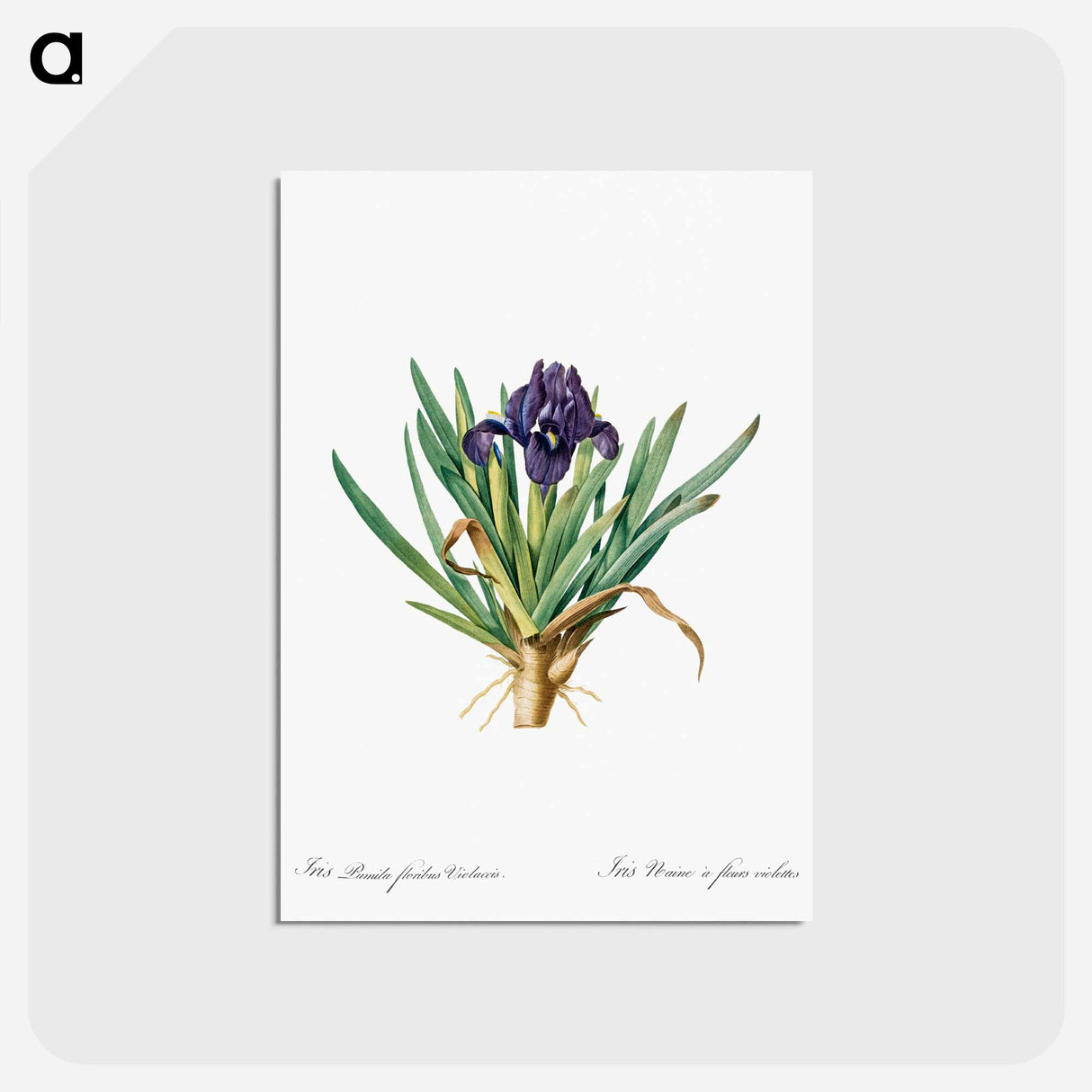 アートポストカード-Pygmy iris illustration - ピエール ジョゼフ ルドゥーテ Postcard.