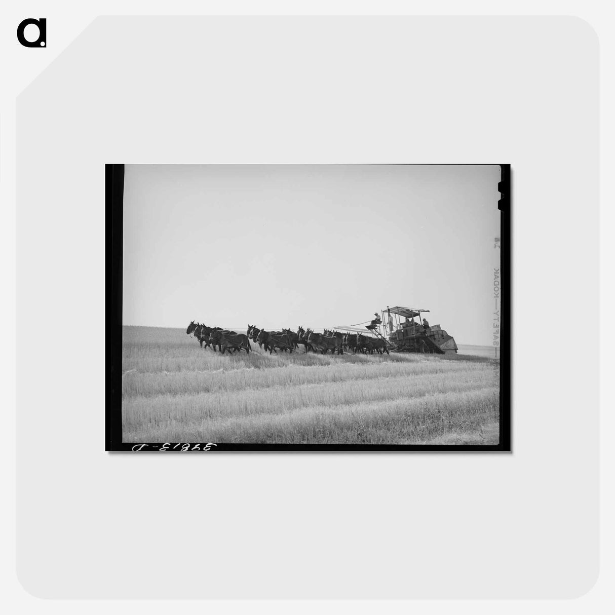 アートポストカード-Walla Walla Wheat Harvest
- ラッセル リー Postcard.
