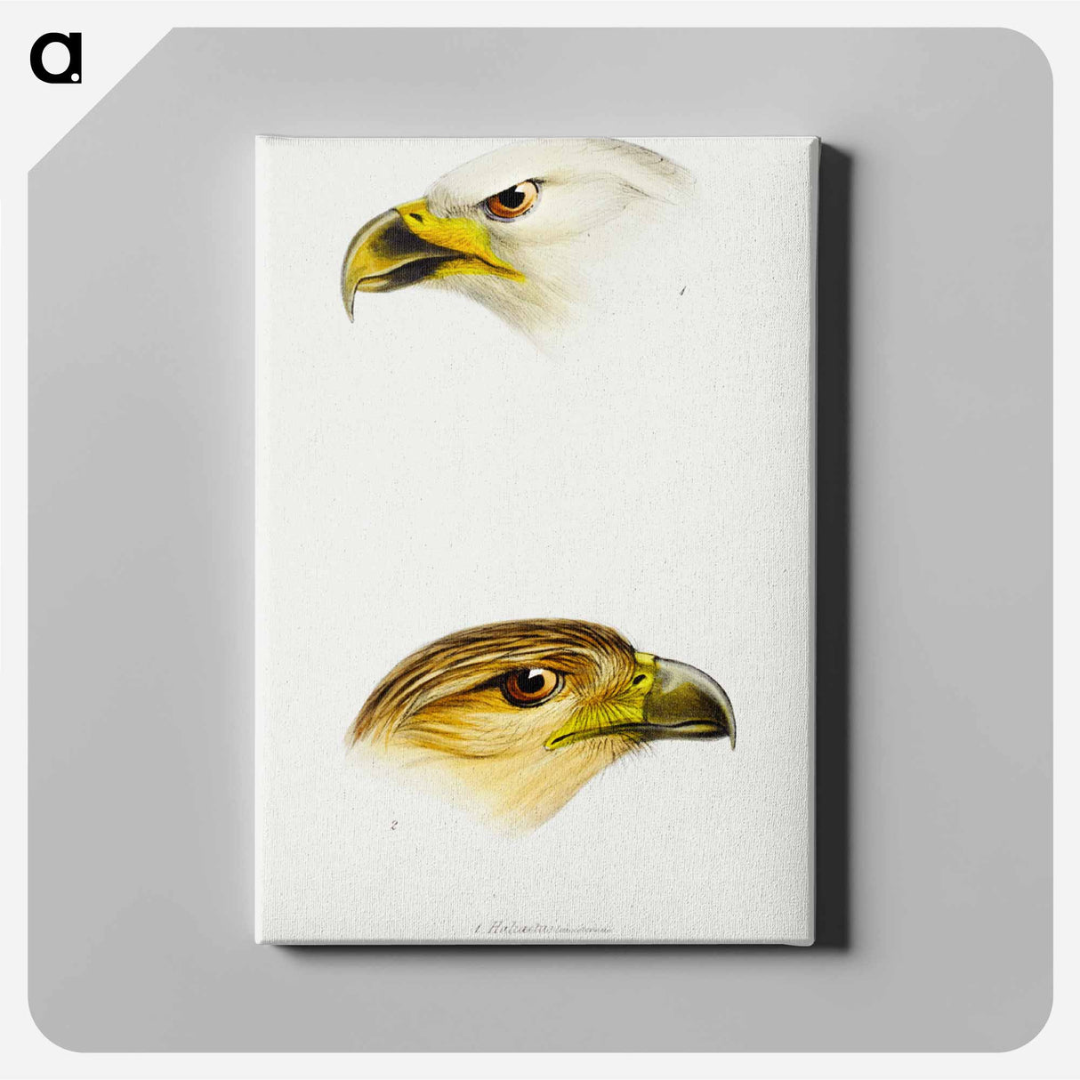 アートパネル-Australian Eagles
- ジョン グールド Canvas.