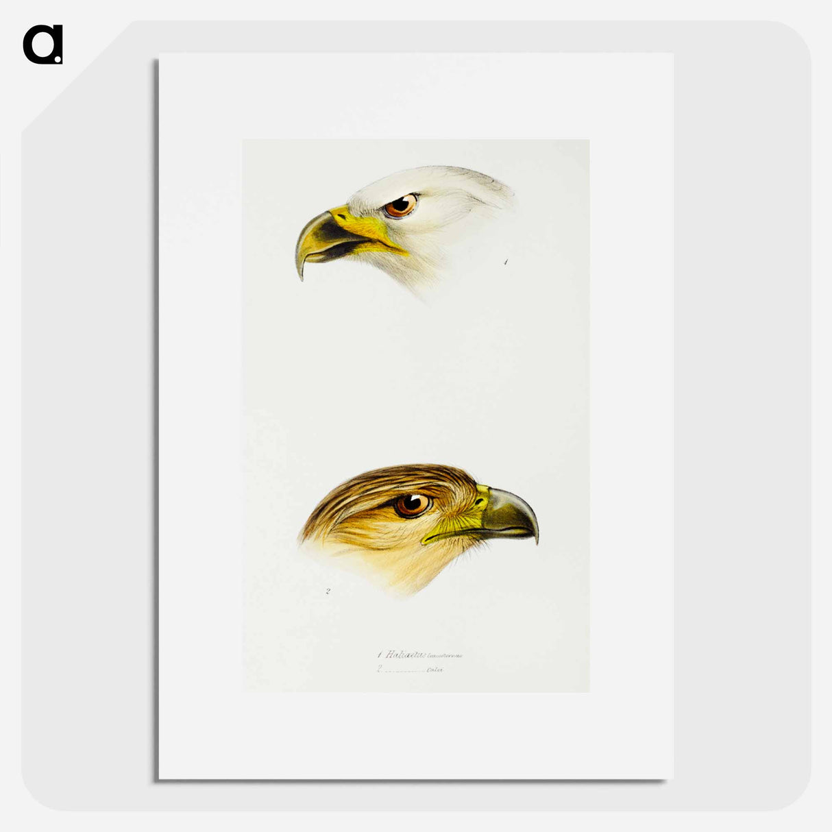 アートポスター-Australian Eagles
- ジョン グールド Poster.