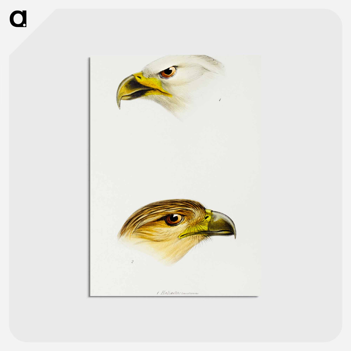 アートポストカード-Australian Eagles
- ジョン グールド Postcard.