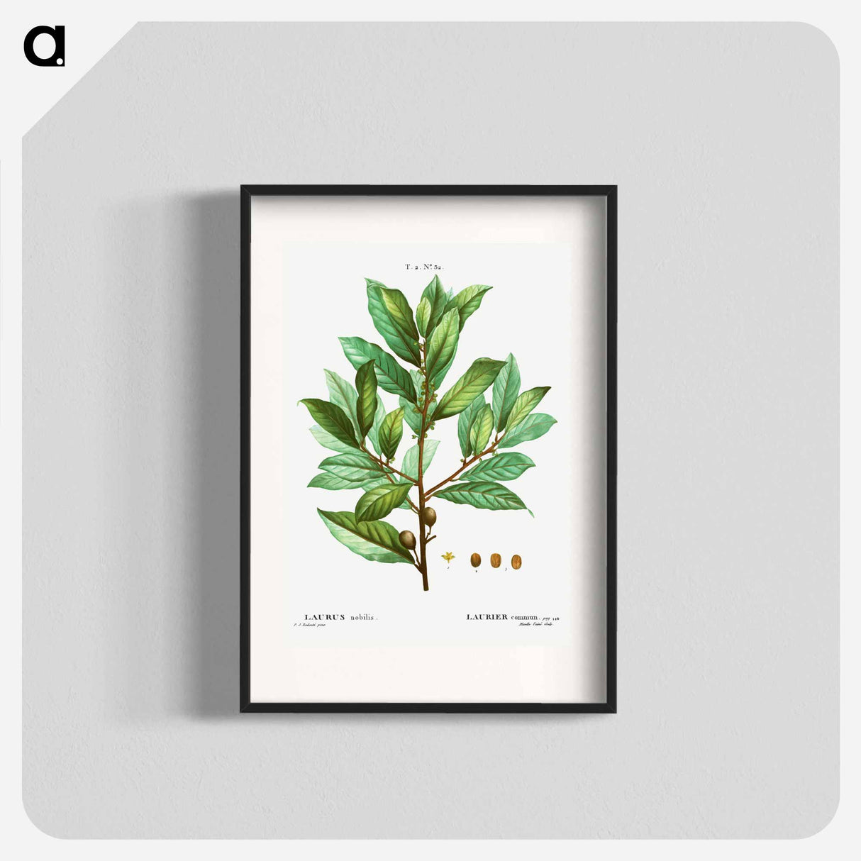 Bay laurel - Pierre Joseph Redouté Poster.