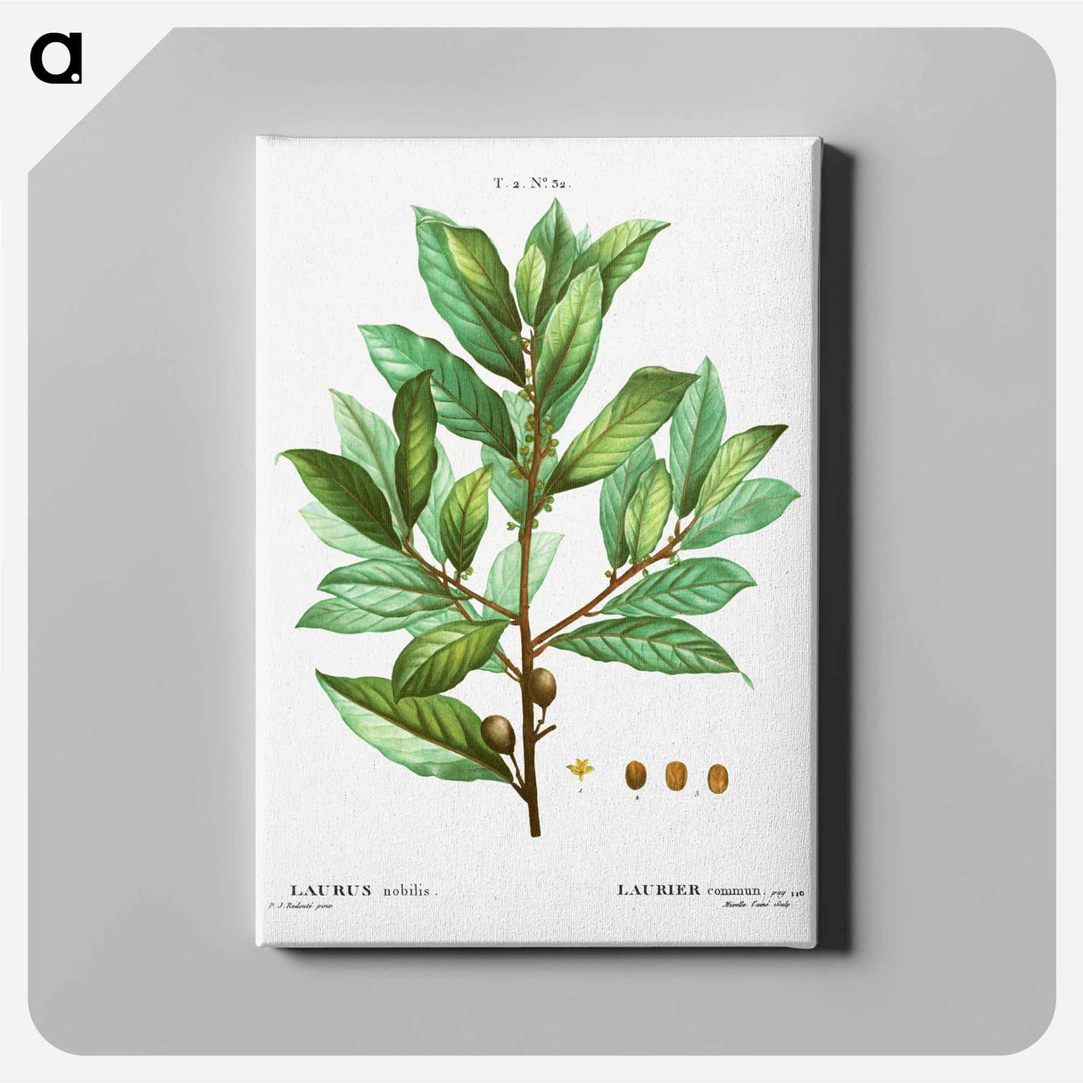 Bay laurel - Pierre Joseph Redouté Canvas.
