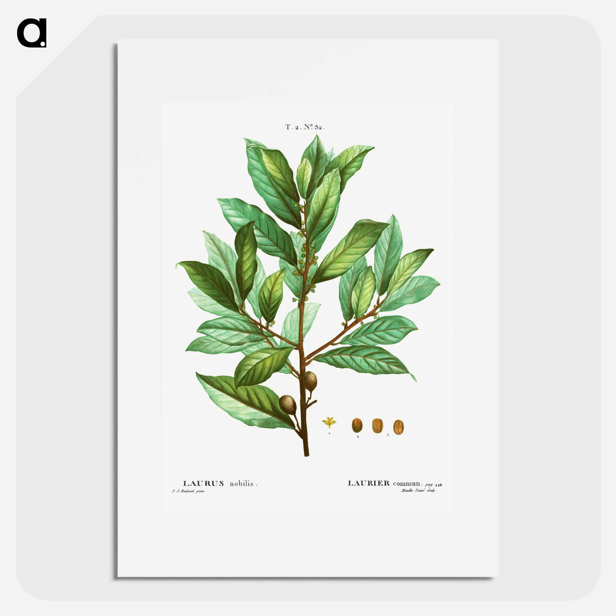 Bay laurel - Pierre Joseph Redouté Poster.