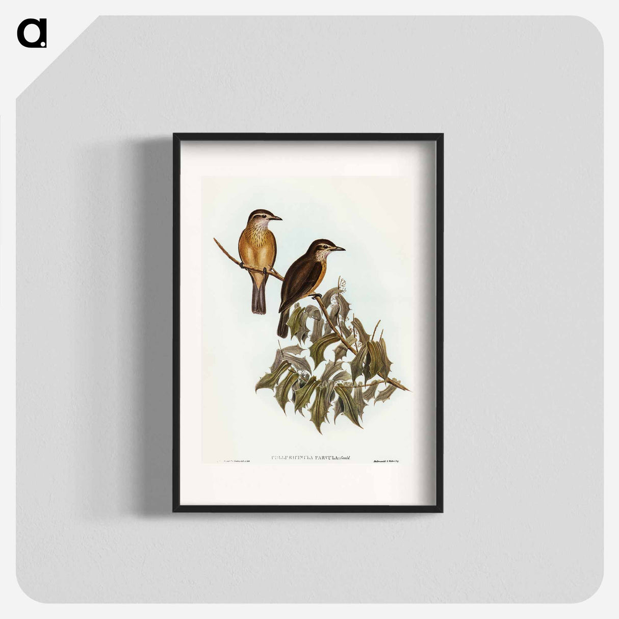 Little Colluricincla
- オーストラリアの鳥 Poster.