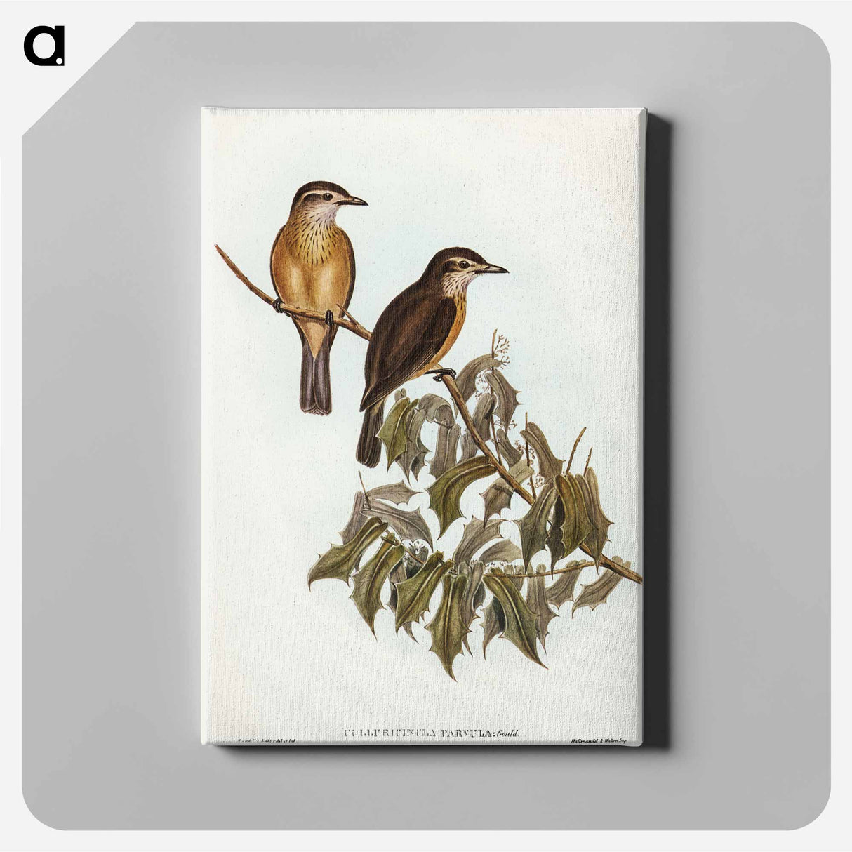 Little Colluricincla
- オーストラリアの鳥 Canvas.