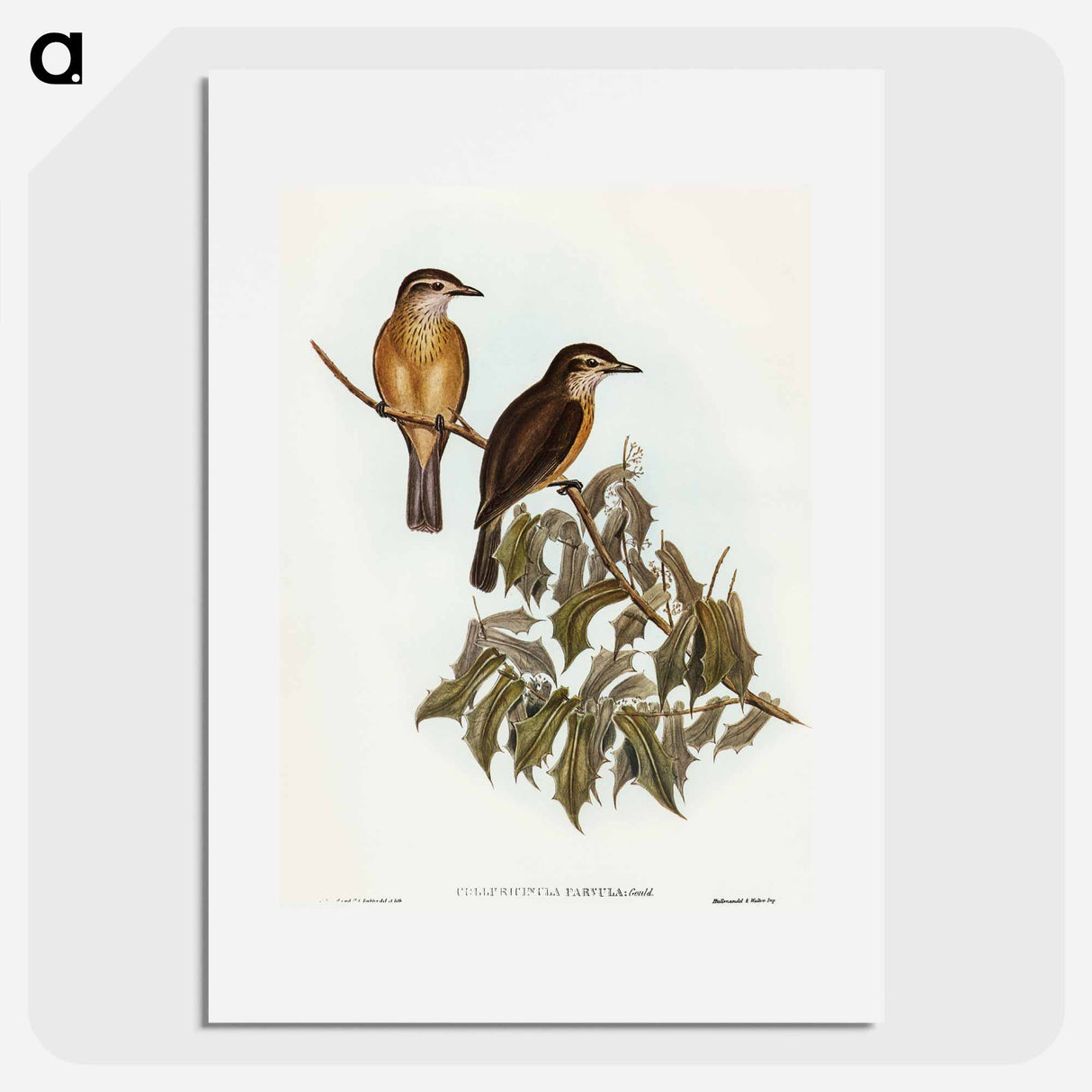 Little Colluricincla
- オーストラリアの鳥 Poster.