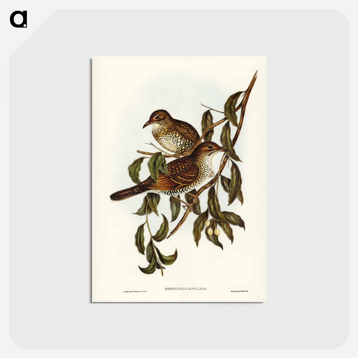 アートポストカード-Mountain Thrush
- ジョン グールド Postcard.