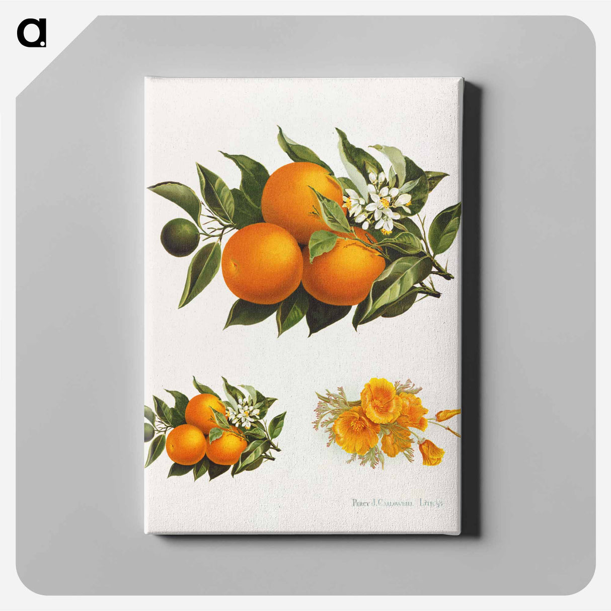 アートパネル-Oranges and Poppies
- ボストン公共図書館 Canvas.