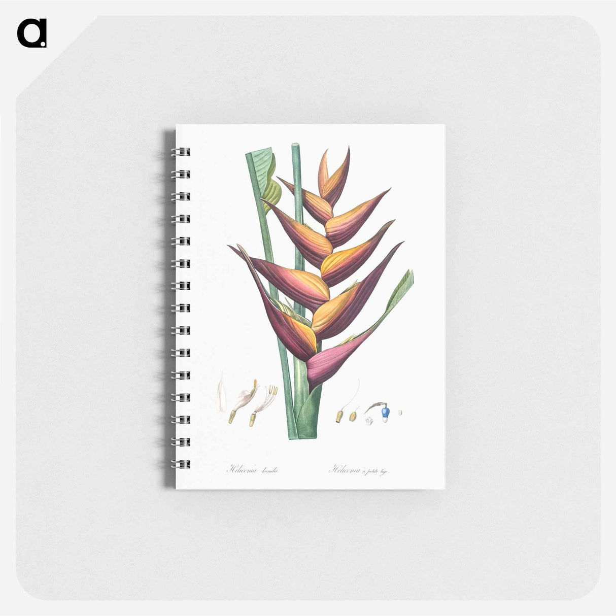 アートメモ帳-Parrot heliconia illustration - ピエール ジョゼフ ルドゥーテ Memo.