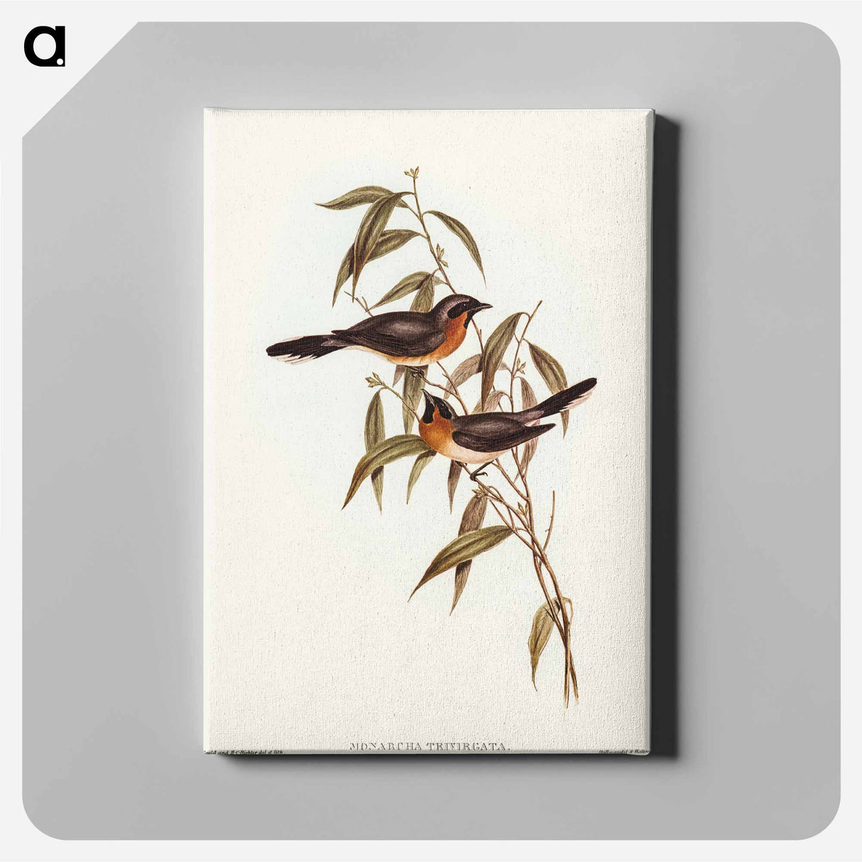 アートパネル-Black-fronted Flycatcher
- オーストラリアの鳥 Canvas.