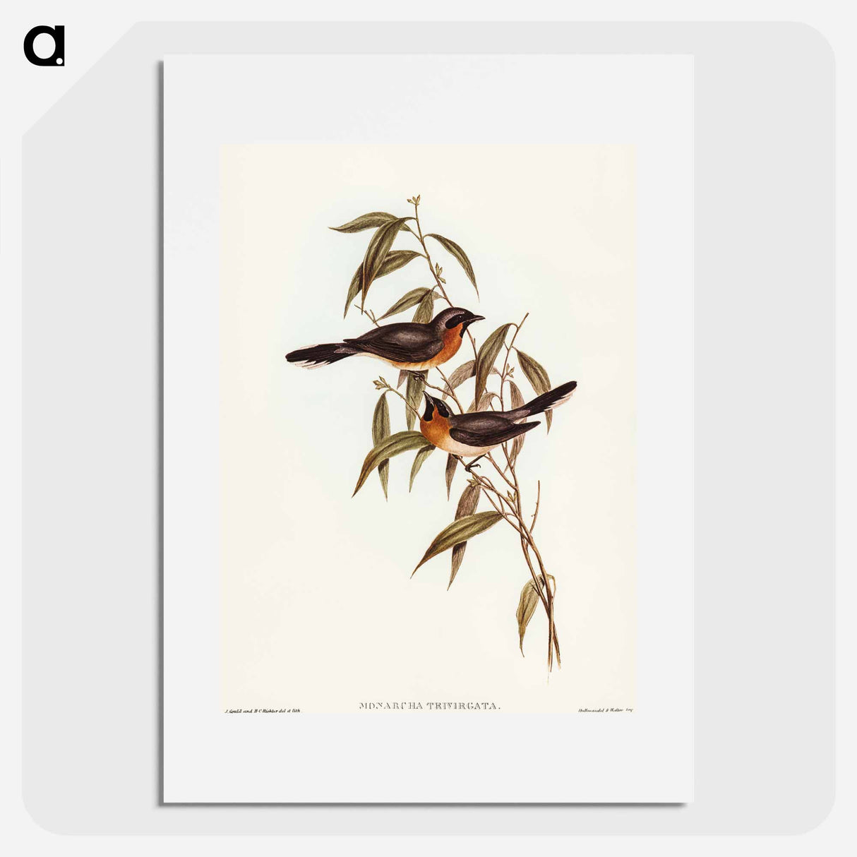 アートポスター-Black-fronted Flycatcher
- オーストラリアの鳥 Poster.