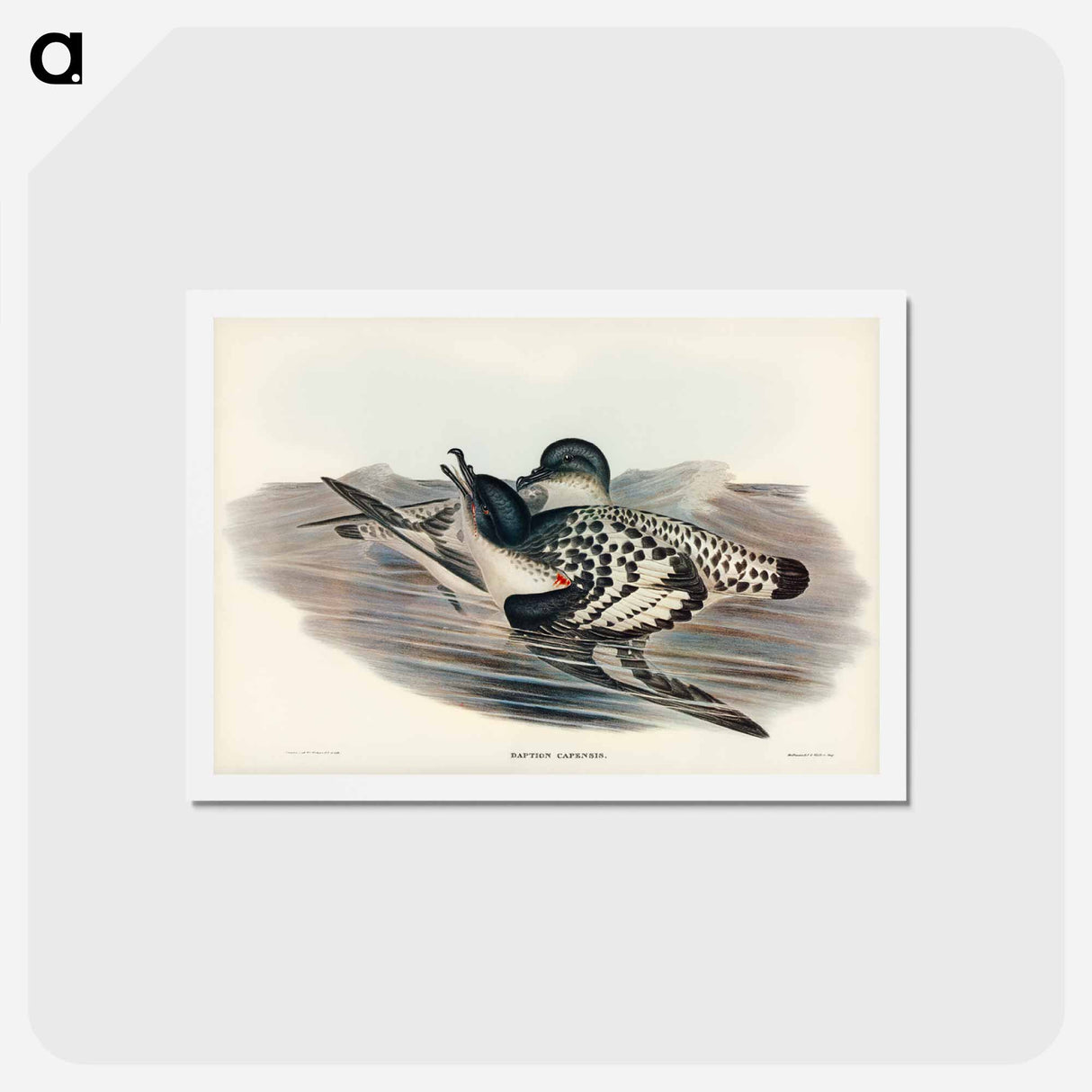 アートポストカード-Cape Petrel
- ジョン グールド Postcard.